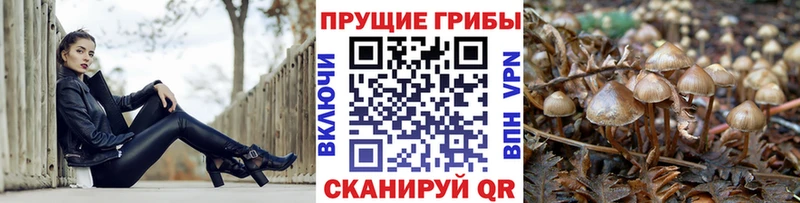 Псилоцибиновые грибы прущие грибы  Полтавская 
